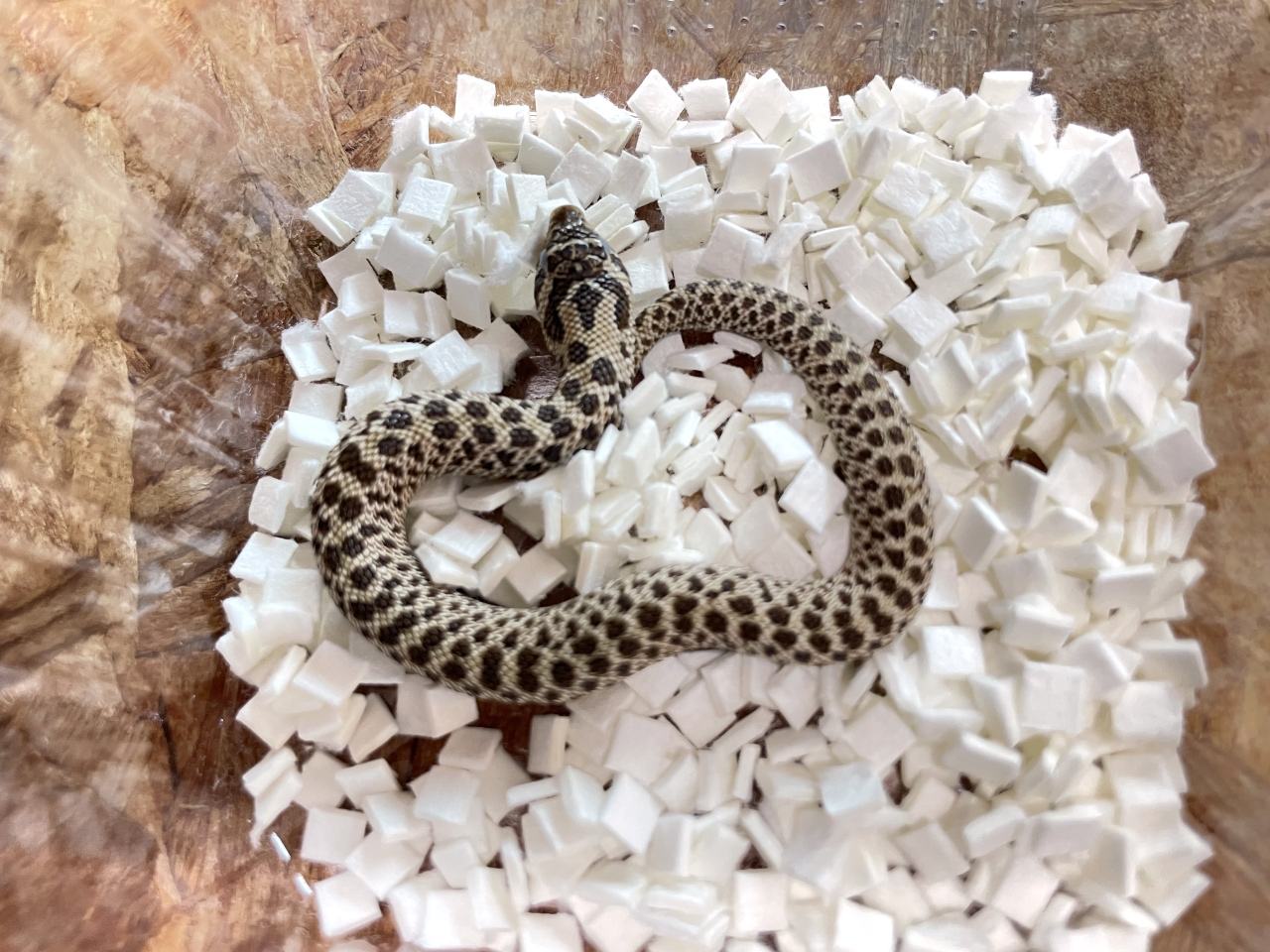 セイブシシバナヘビ(3)