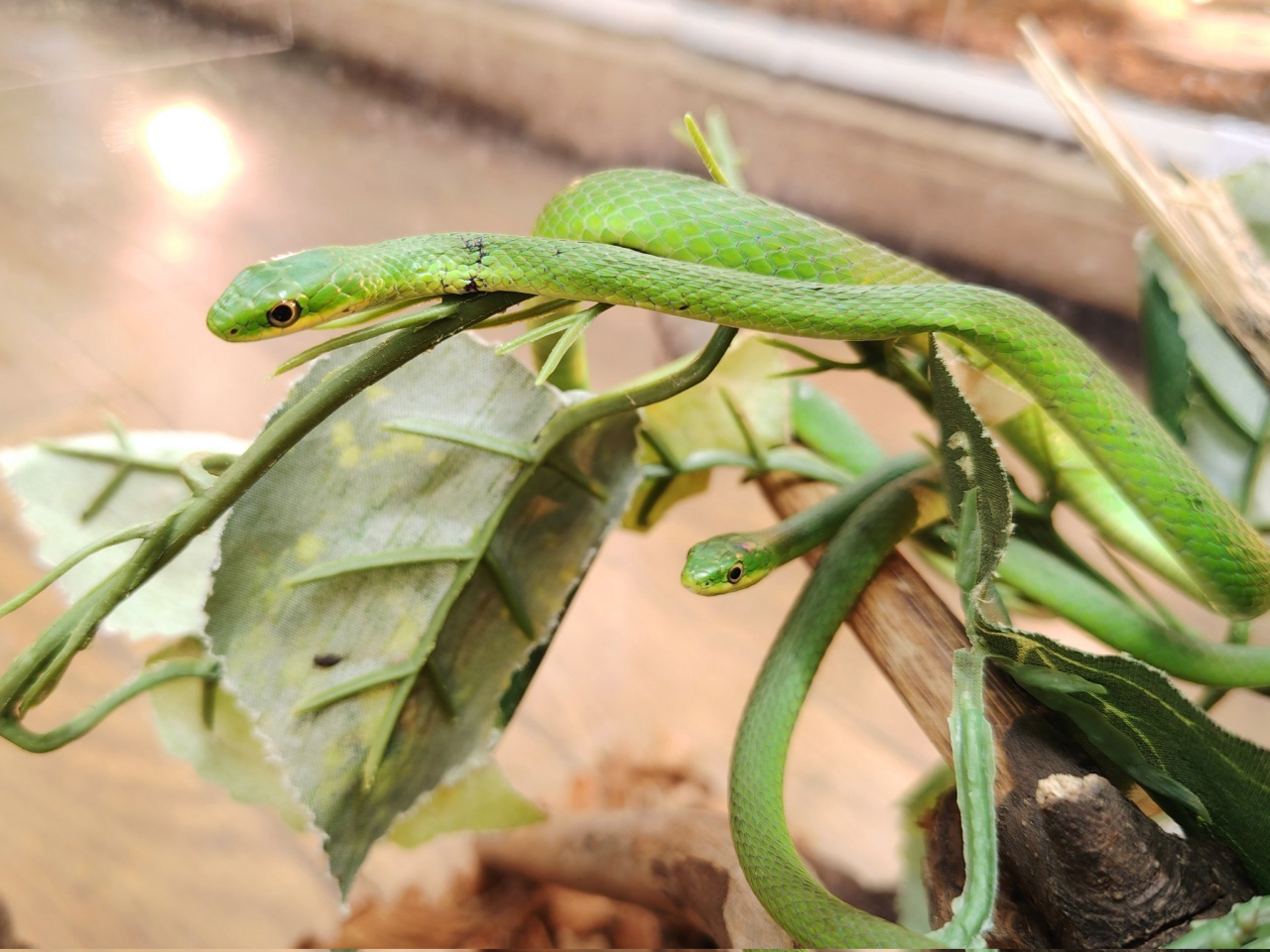 ラフグリーンスネーク(3)