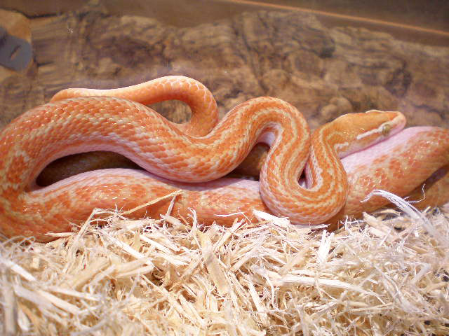 アフリカンハウススネーク(11)