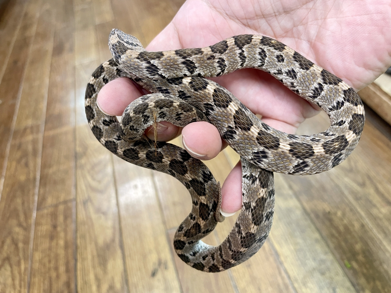 マドワシタマゴヘビ(4)