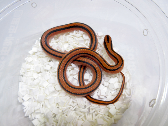 コクシーベニナメラ(6)