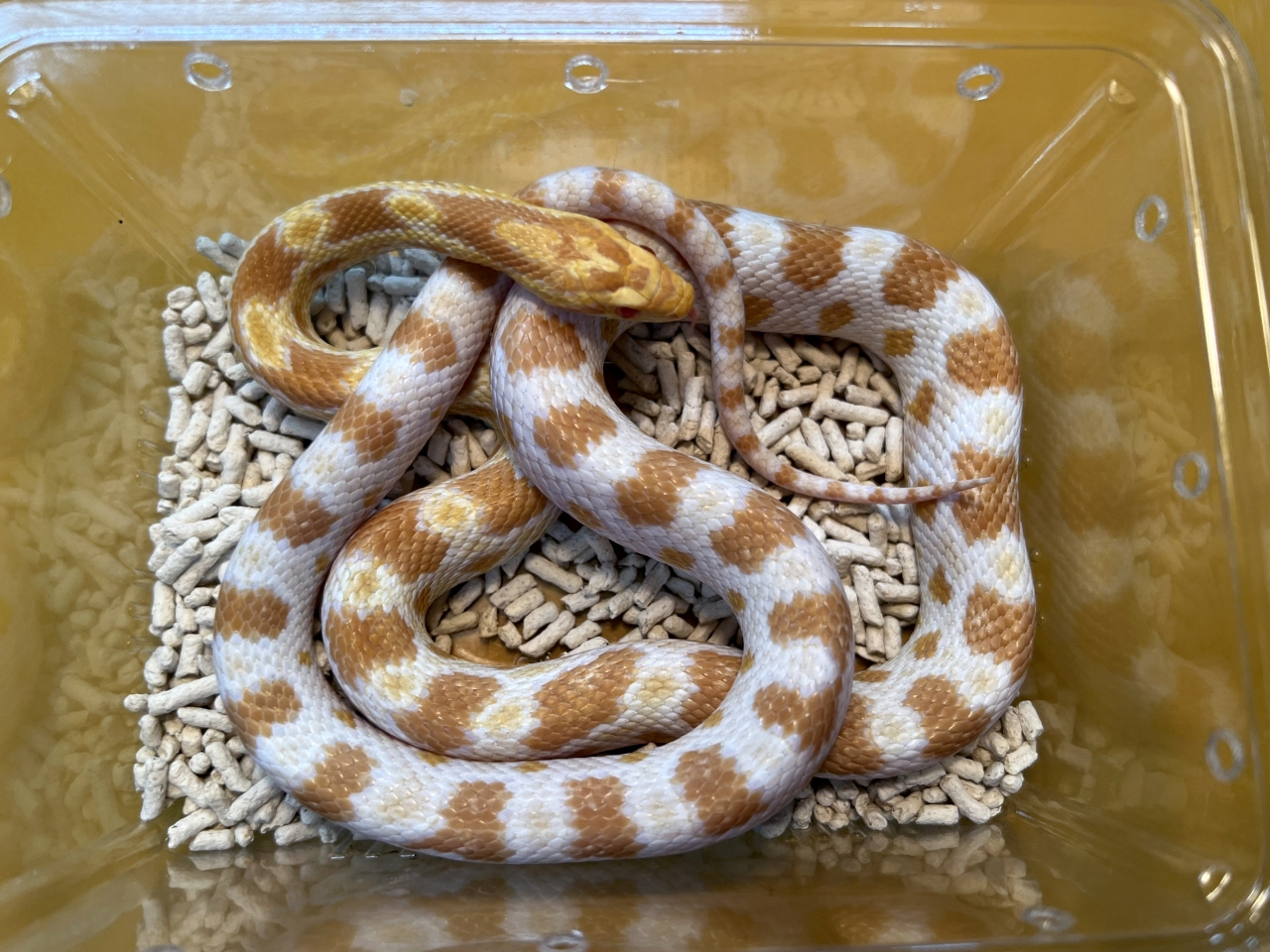 コーンスネーク(9)
