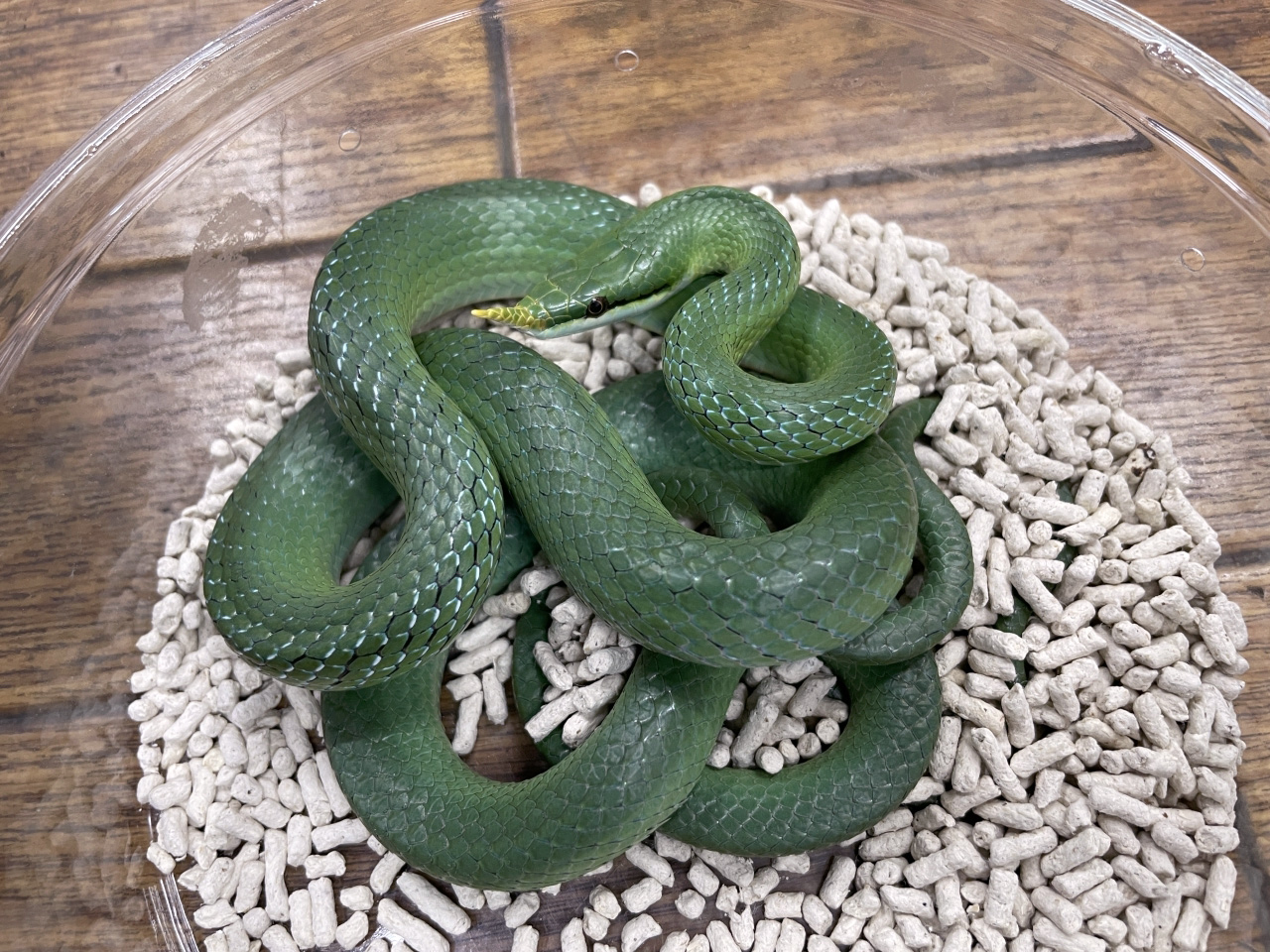 ライノラットスネーク(1)