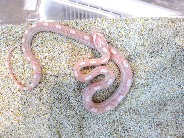 コーンスネーク(10)