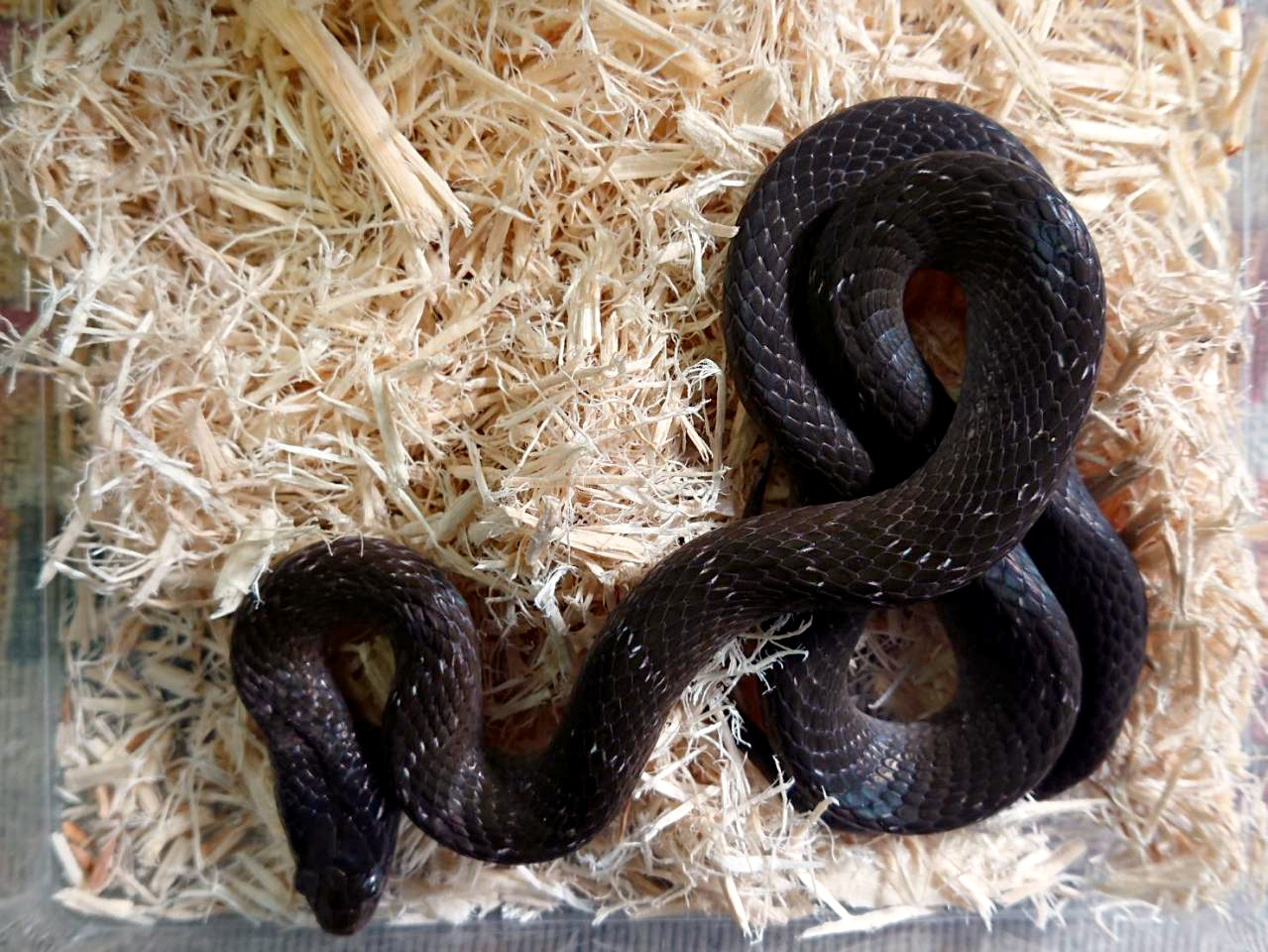 クチベニヘビ(1)