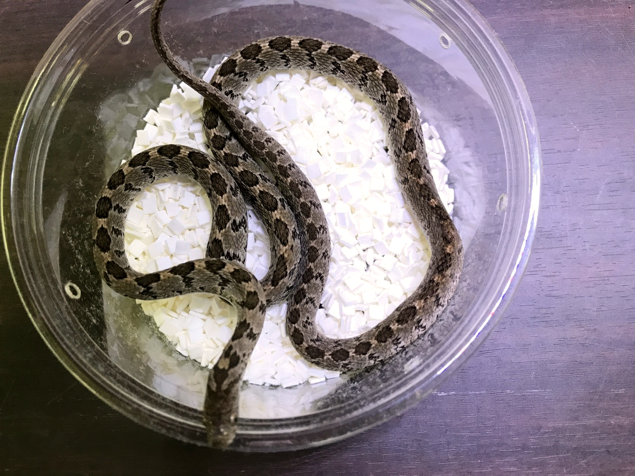 コモンタマゴヘビ(1)