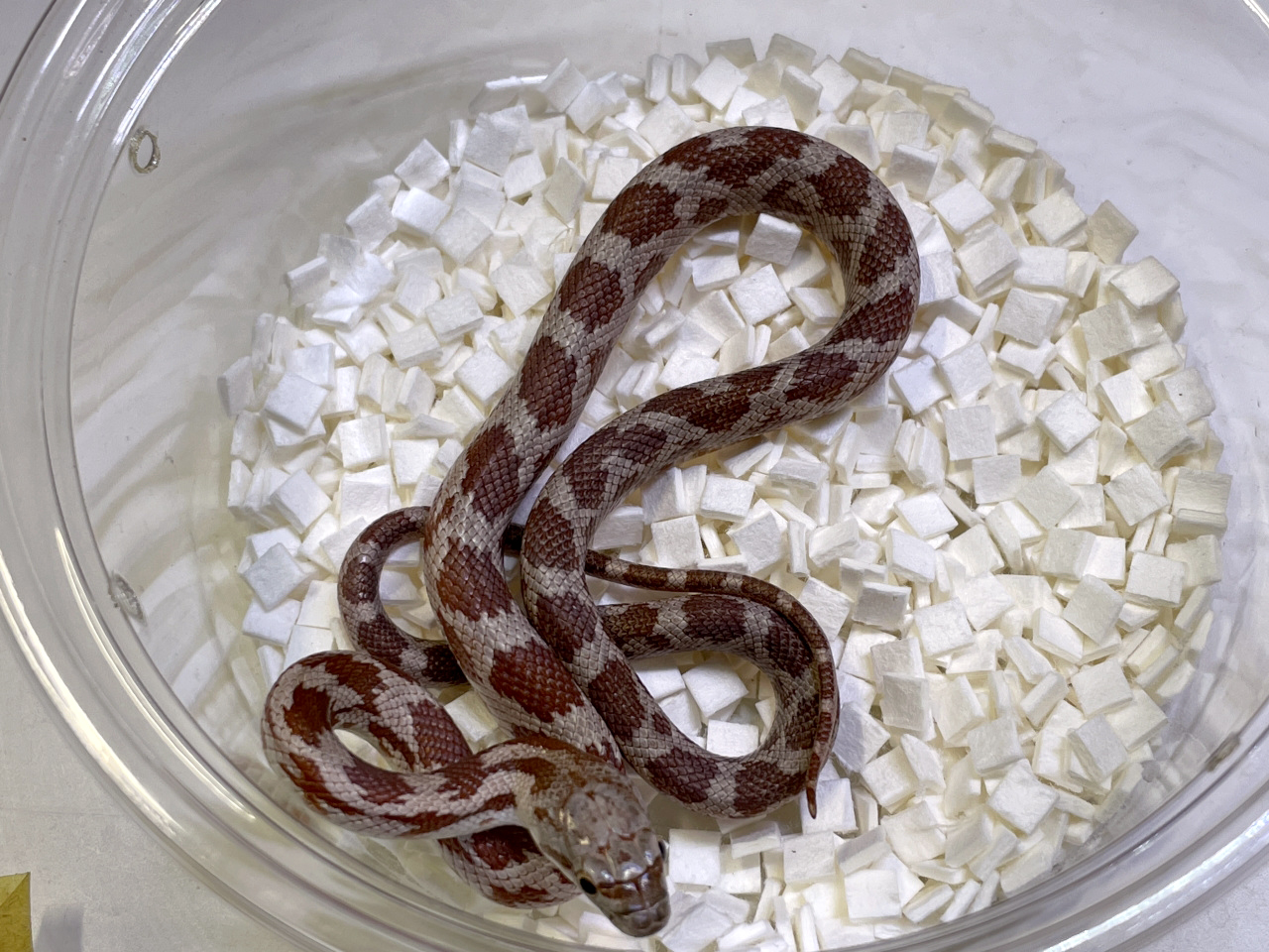 ブラックラットスネーク(7)