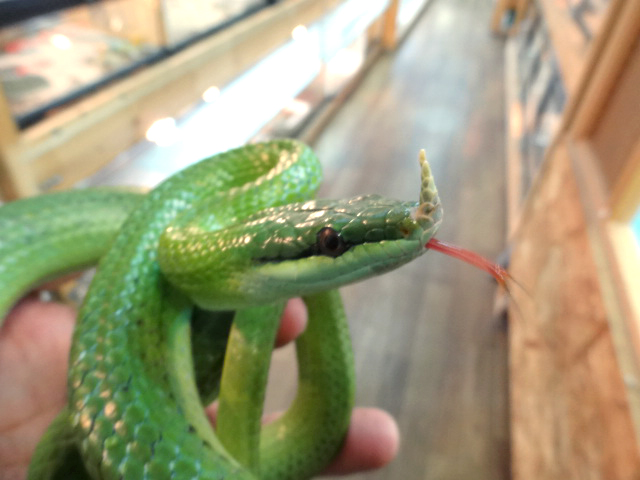 ライノラットスネーク(4)