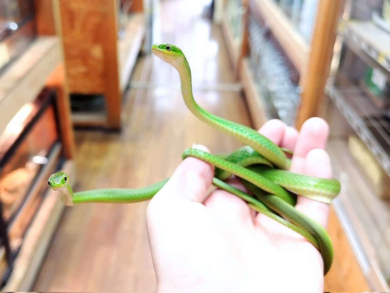 ラフグリーンスネーク(2)