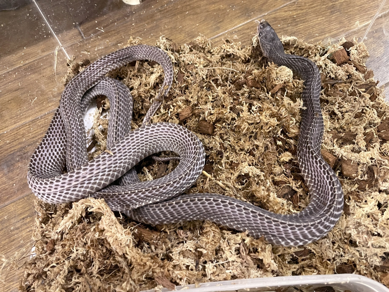 クロスサンカクヘビ(3)