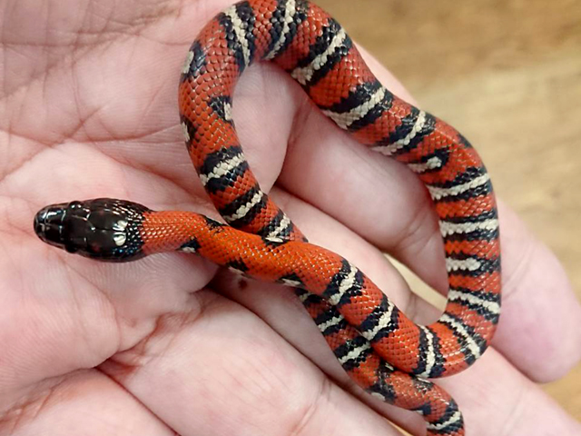 ルスベンキングスネーク(1)