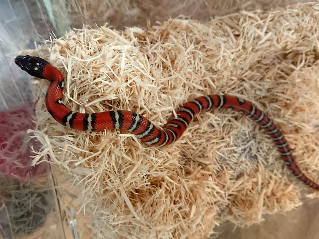 ルスベンキングスネーク(2)