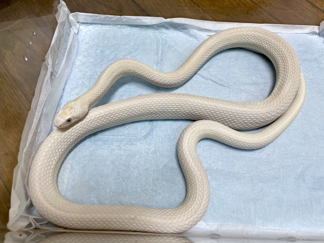 テキサスラットスネーク(2)