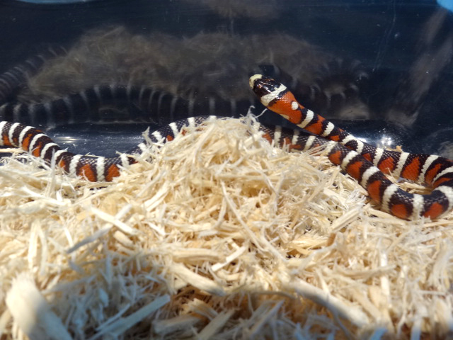 アリゾナマウンテンキングスネーク(3)