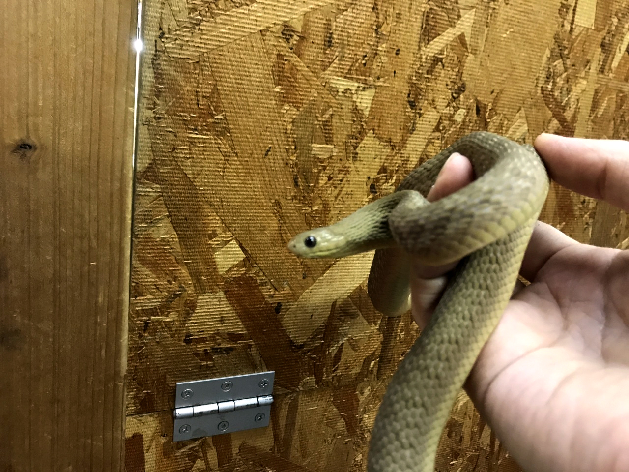 ミドリタマゴヘビ(4)