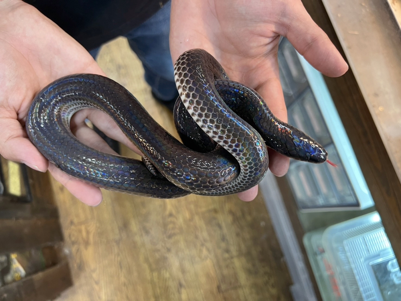 サンビームヘビ(10)