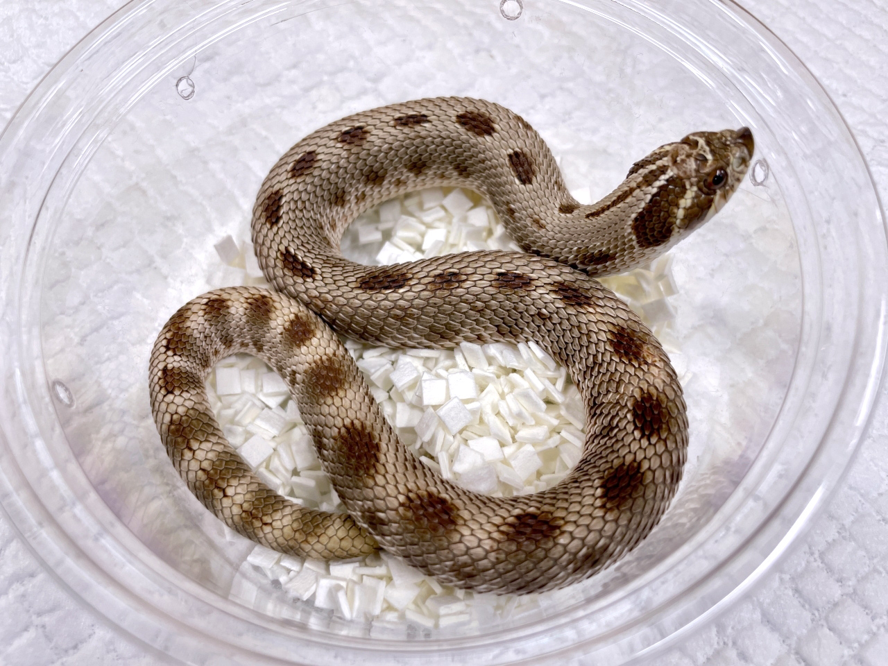 セイブシシバナヘビ(12)