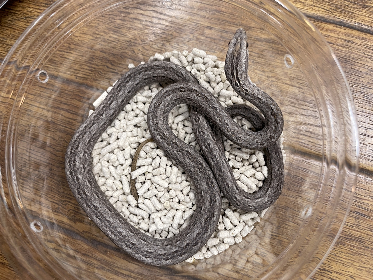 イナズマヘビ(1)