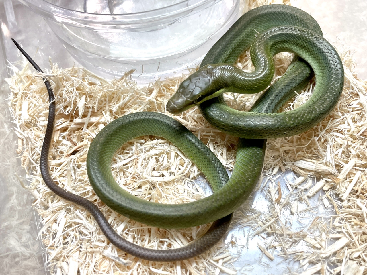 ホソツラナメラ(3)