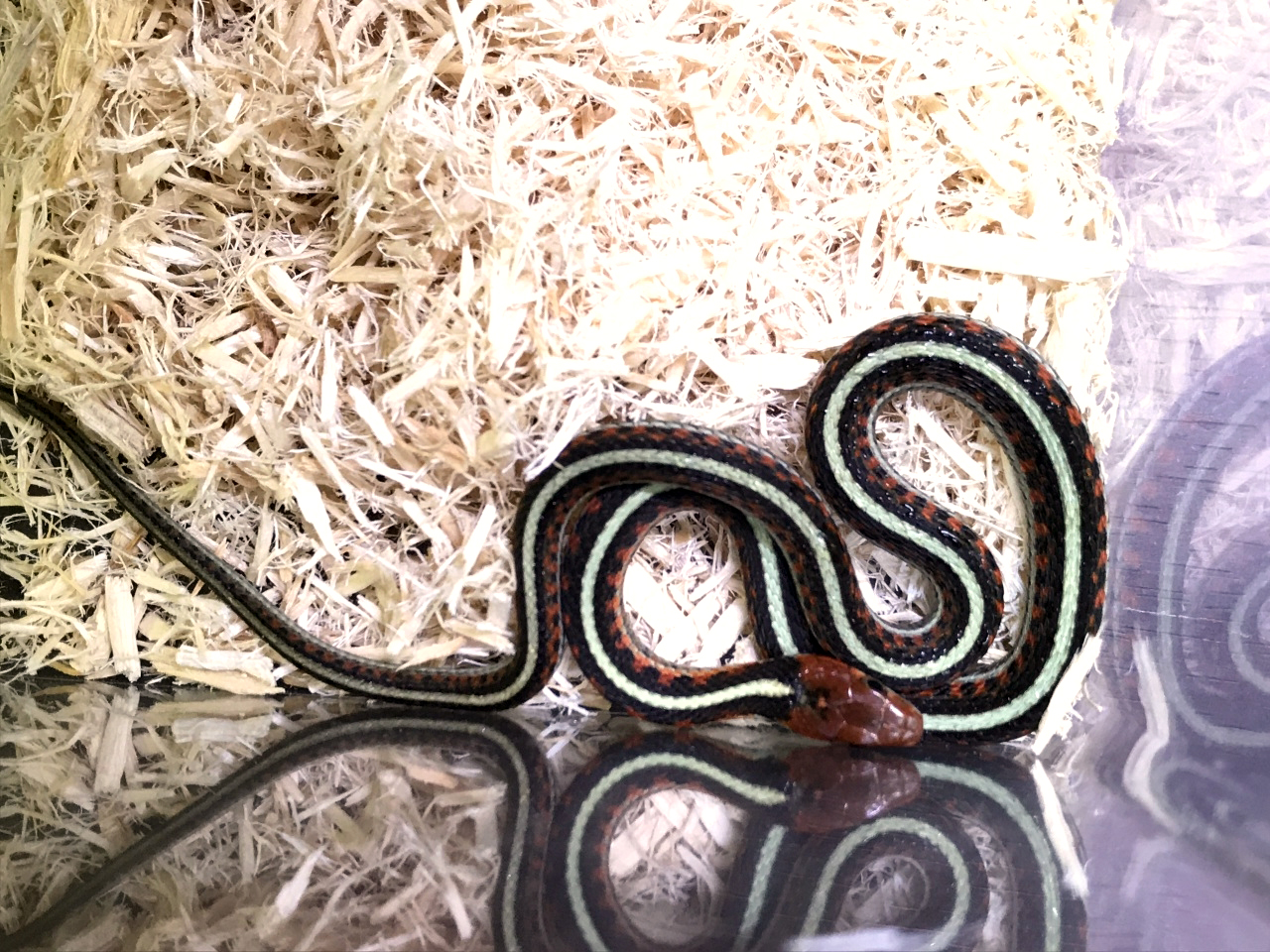 カリフォルニアレッドサイドガータースネーク(3)