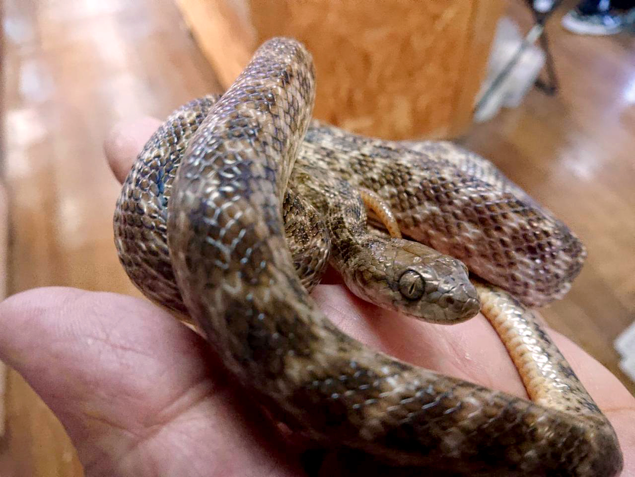 ゴノメアリノハハヘビ(3)