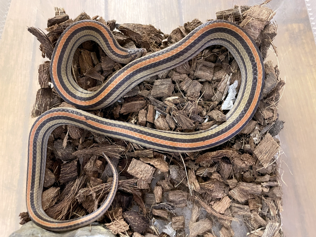 ヤスジククリィヘビ(2)