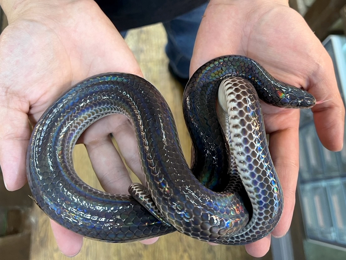 サンビームヘビ(8)