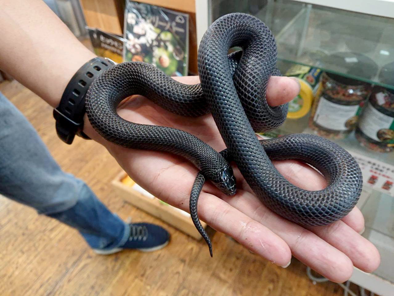 メキシカンブラックキングスネーク(1)