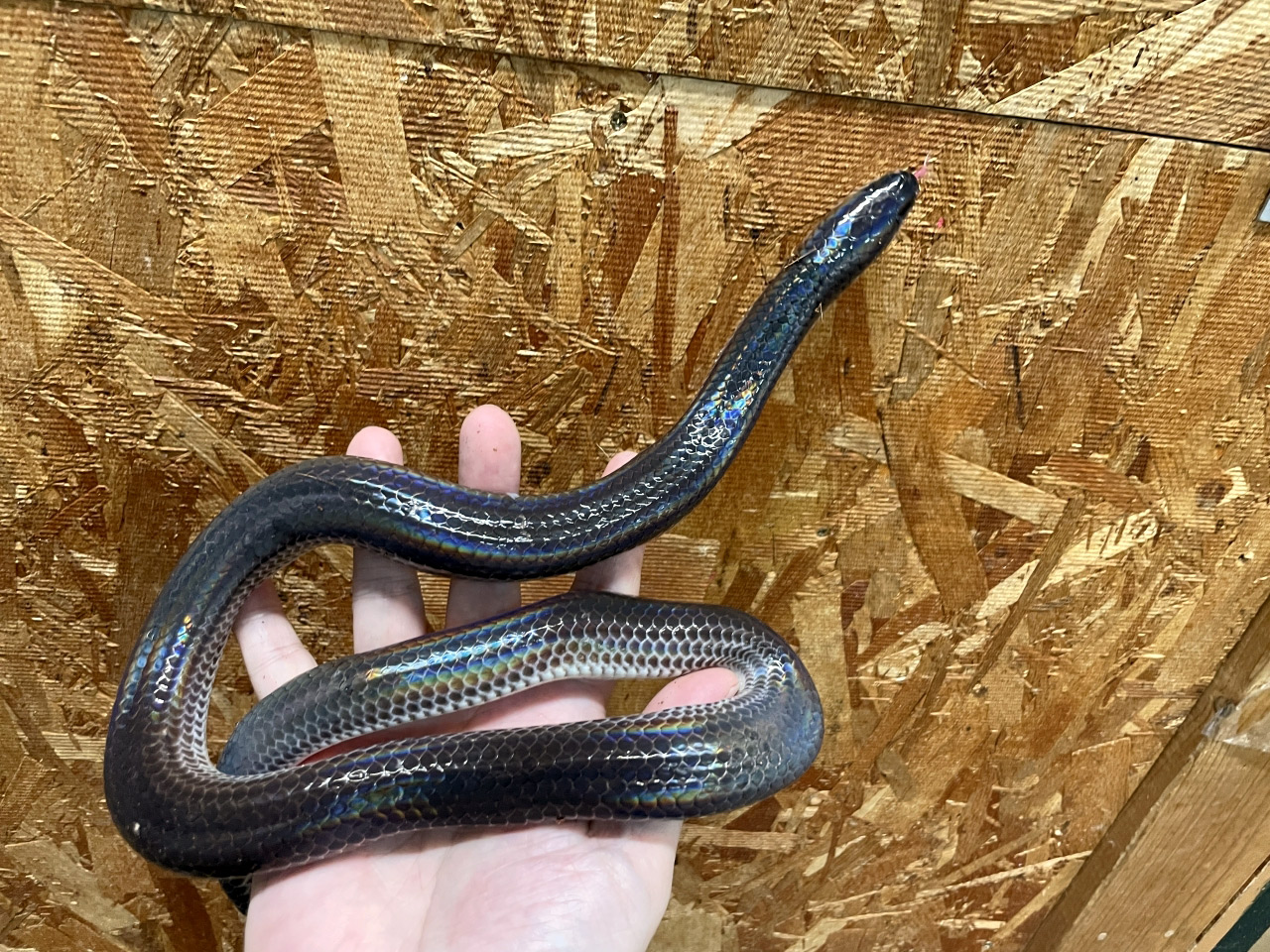 サンビームヘビ(2)