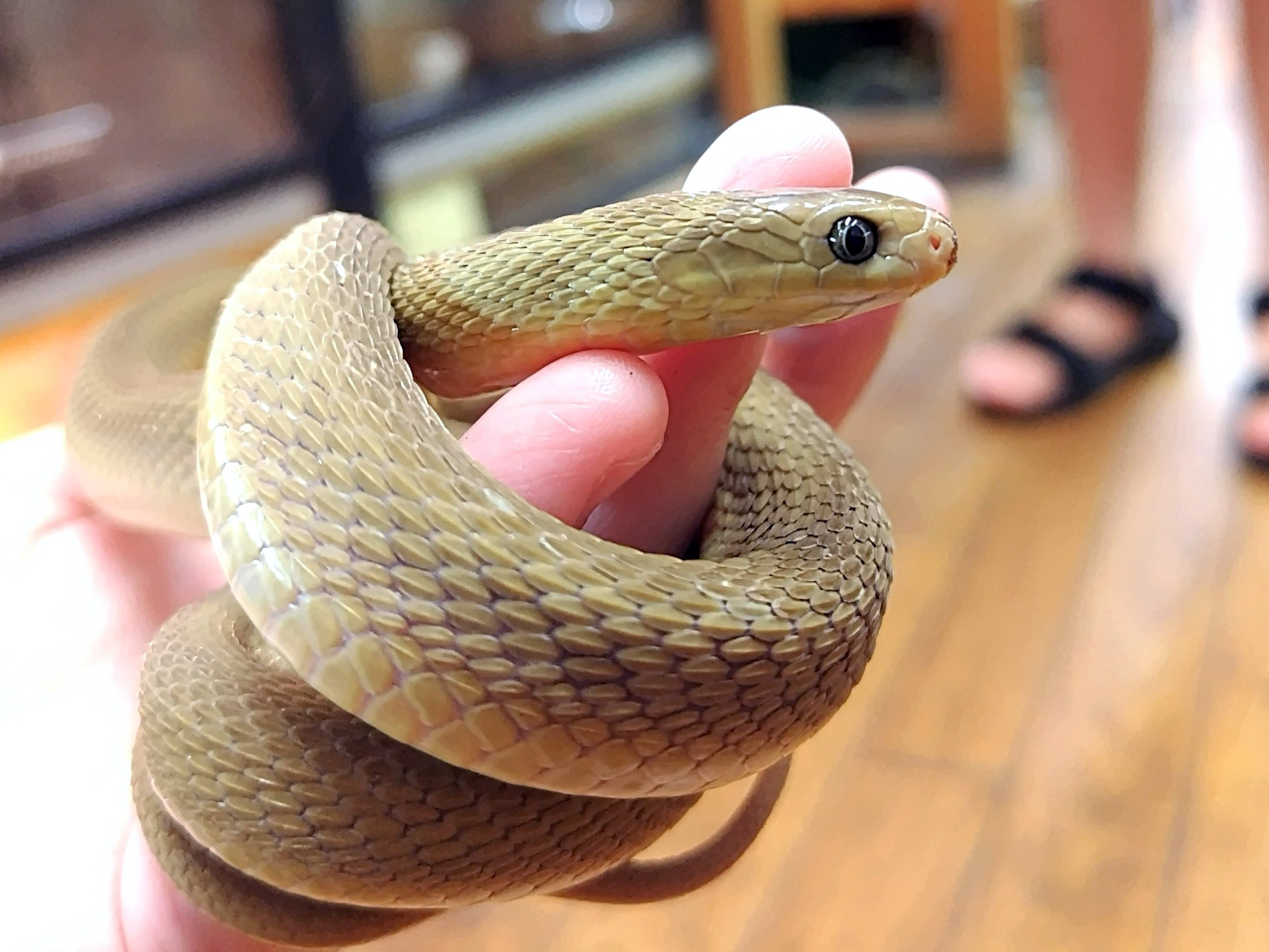 ミドリタマゴヘビ(10)