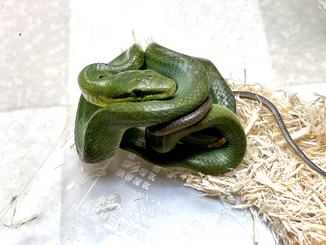 ホソツラナメラ(5)