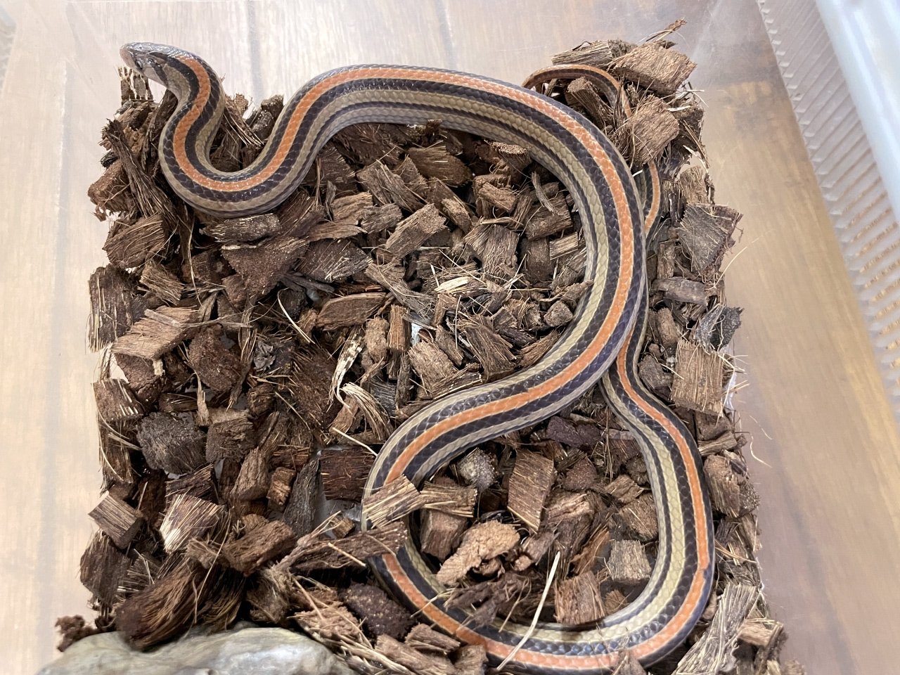 ヤスジククリィヘビ(1)