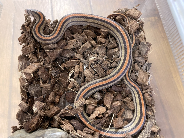 ヤスジククリィヘビ