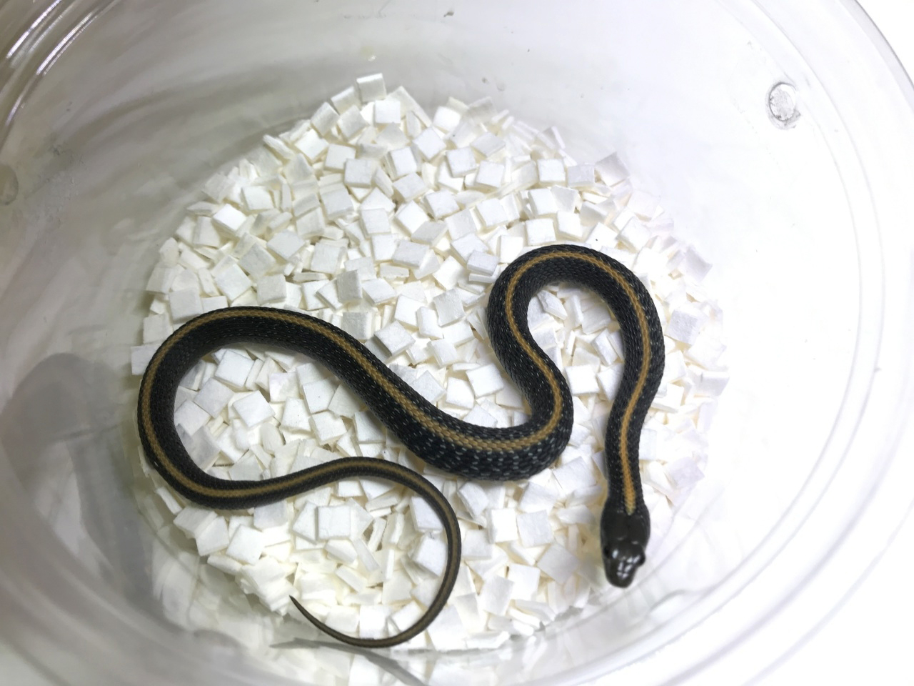 サンタクルスガータースネーク(1)