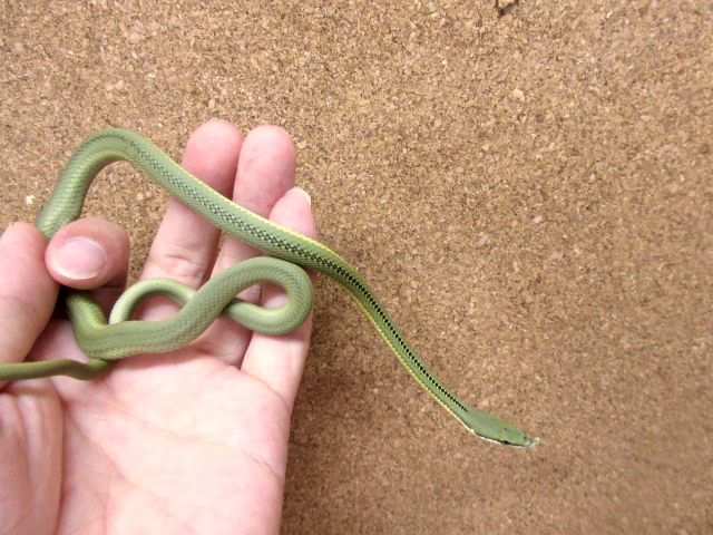 バロンコダマヘビ(5)