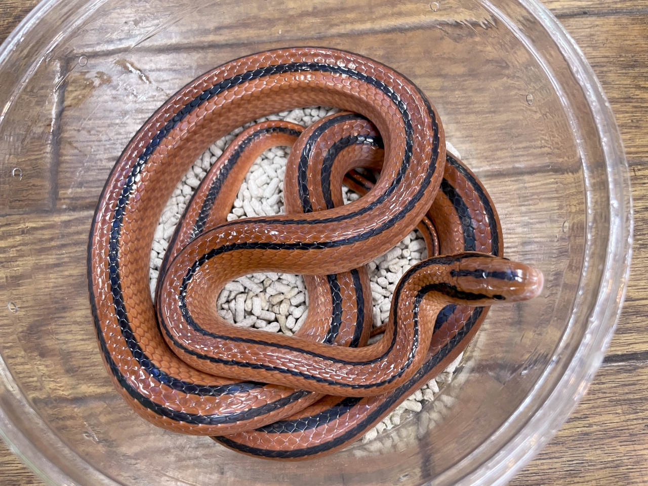 コクシーベニナメラ(1)