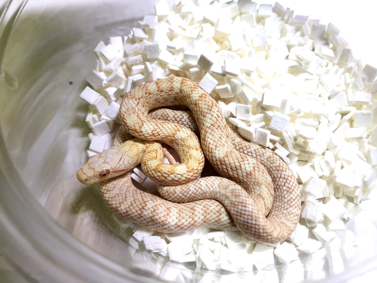 アオダイショウ(5)