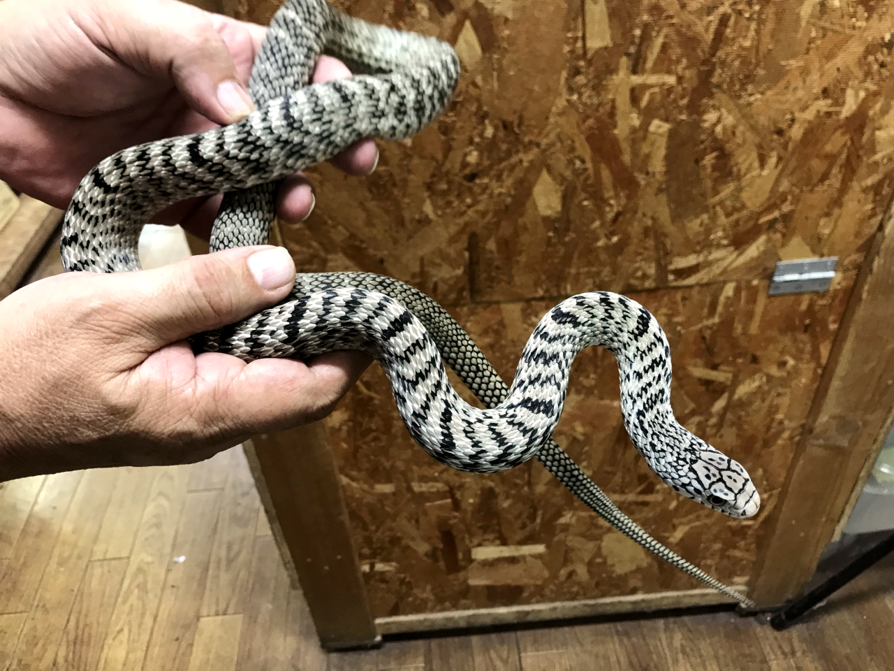 ユンナンシュウダ(2)