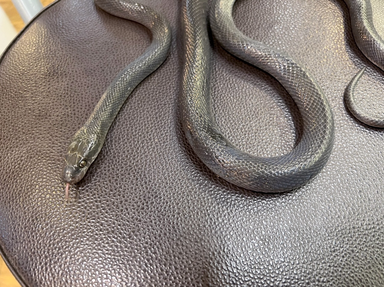 ブラックハウススネーク(11)