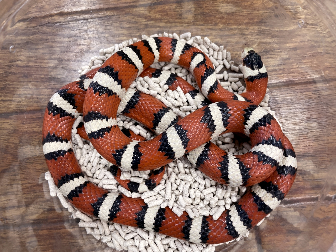 アリゾナマウンテンキングスネーク(1)