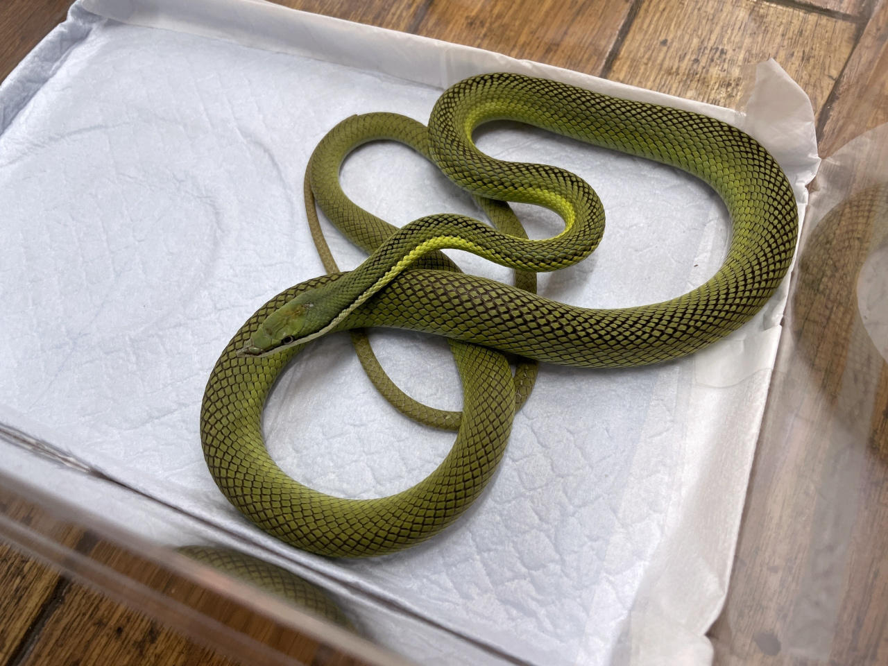 バロンコダマヘビ(2)