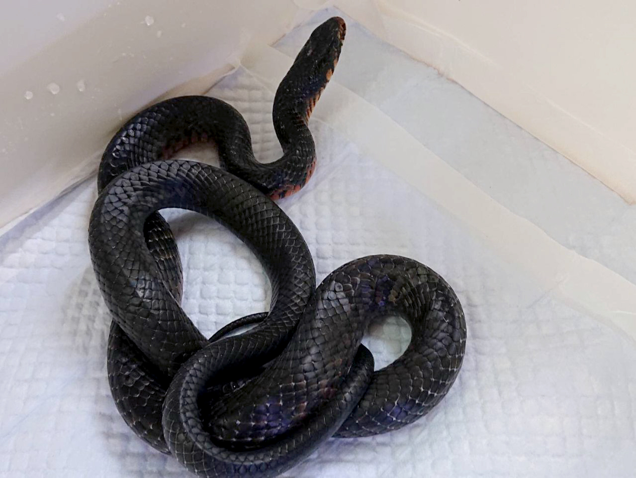 メキシカンレッドテールインディゴスネーク(1)