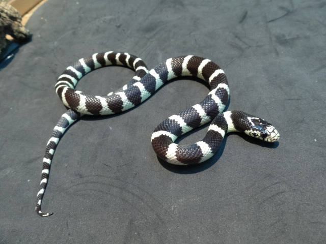 カリフォルニアキングスネーク(8)