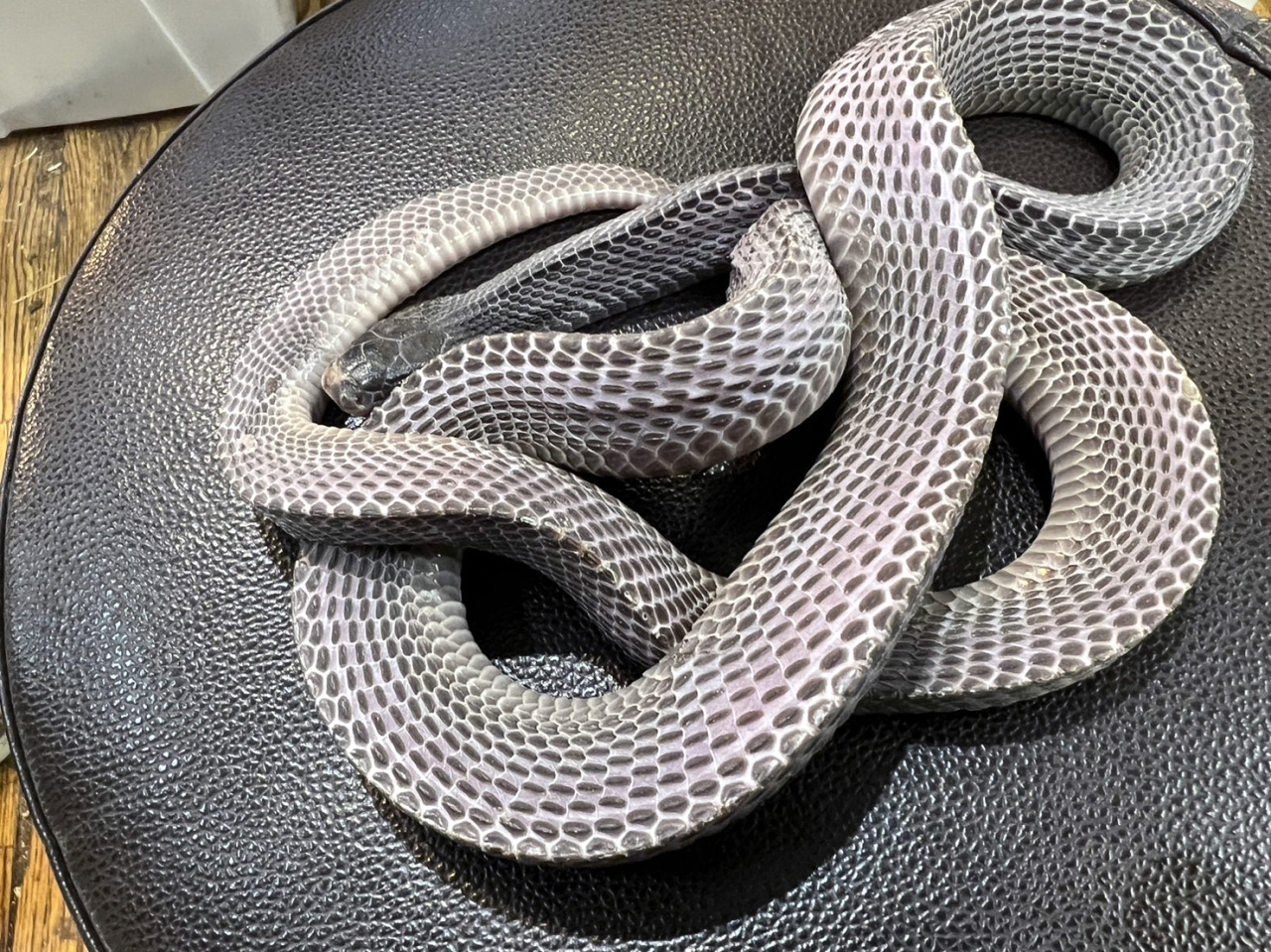 クロスサンカクヘビ(7)