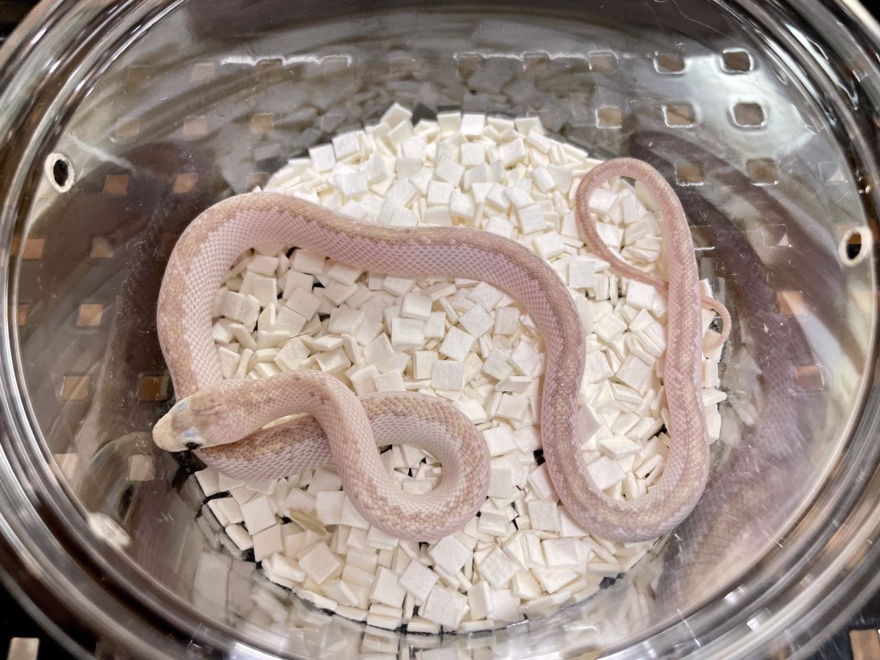 ブラックラットスネーク(10)