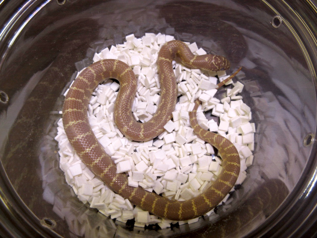 ブルックスキングスネーク(7)