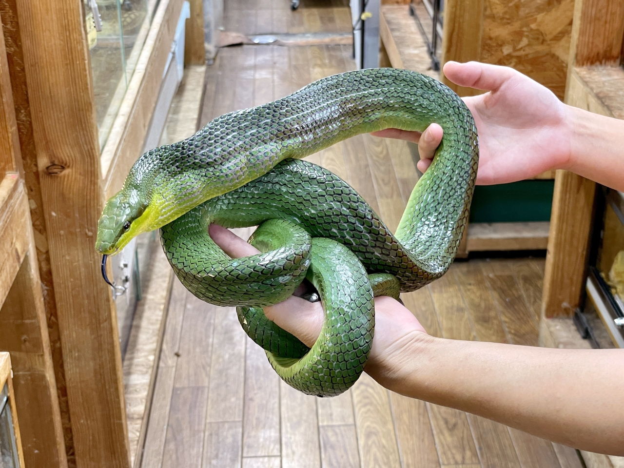 ホソツラナメラ(9)