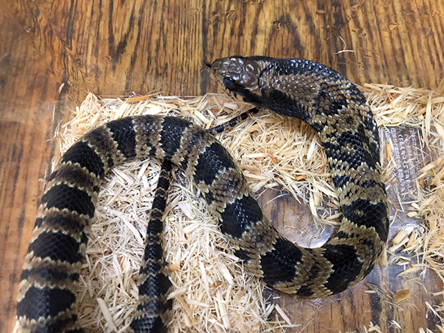 ミズコブラモドキ