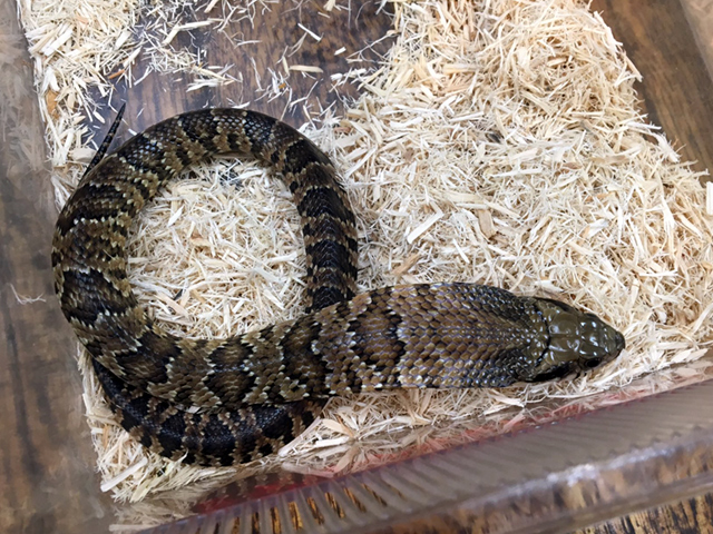 ミズコブラモドキ(2)