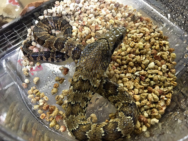 ミズコブラモドキ(4)